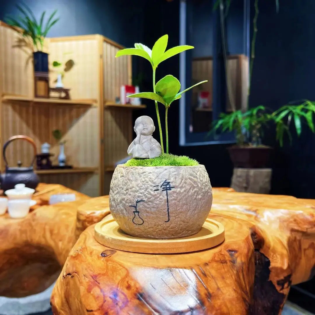 墨西哥铁树盆栽办公室桌面迷你盆景四季常青好养室内绿植桌面盆栽
