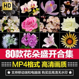 鲜花植物花朵盛开生长发芽开花过程延时特写实拍短片剪辑视频素材