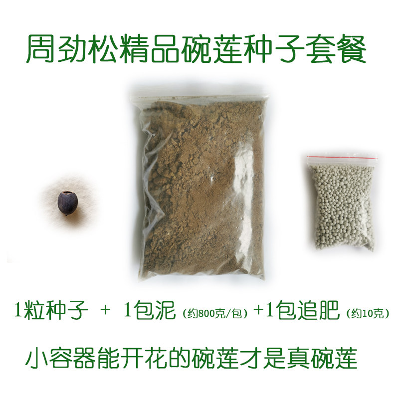 周劲松新手推荐开口1粒碗莲荷花种籽子套餐能开花泥土