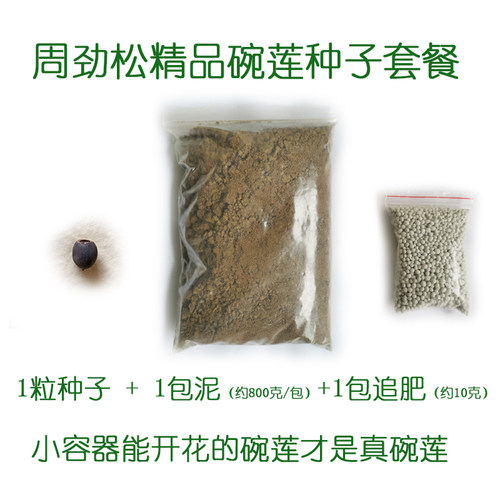 非栽培季节周劲松碗莲花新手套餐