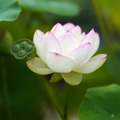 周劲松碗莲小荷花水培植物非成品