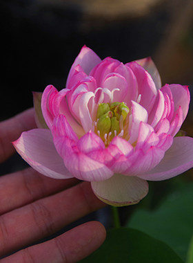 周劲松家裸根小微型碗莲荷花种藕