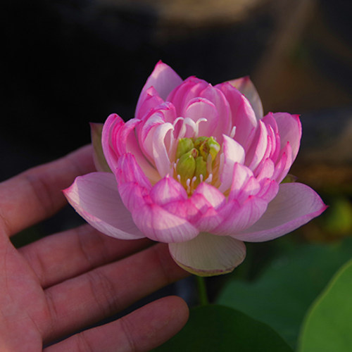 周劲松家裸根小微型碗莲荷花种藕