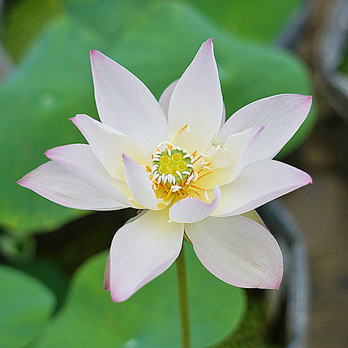 周劲松盆栽小荷花莲花碗莲种藕苗