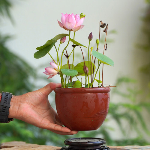 周劲松小微型碗莲荷花种藕根茎苗