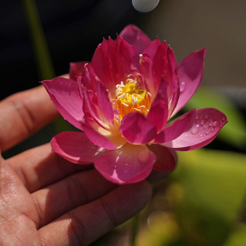 周劲松小微型碗莲荷花种藕根茎苗