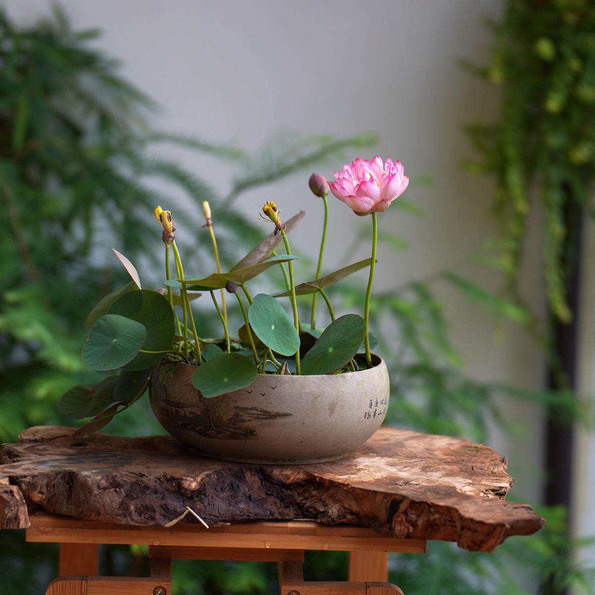 2025新品【翊舞】周劲松家中小型盆栽阳台家庭种植碗莲荷花种藕苗