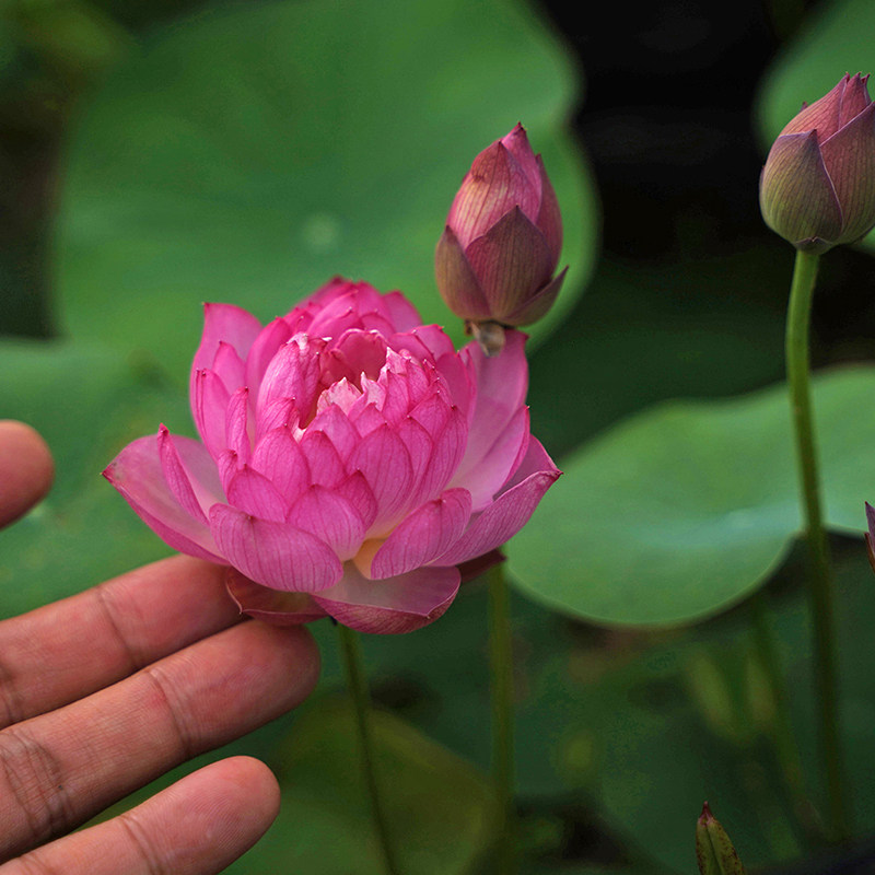 【紫霞】周劲松家净化空气裸根水生楼顶小微型碗莲荷花种藕苗花卉