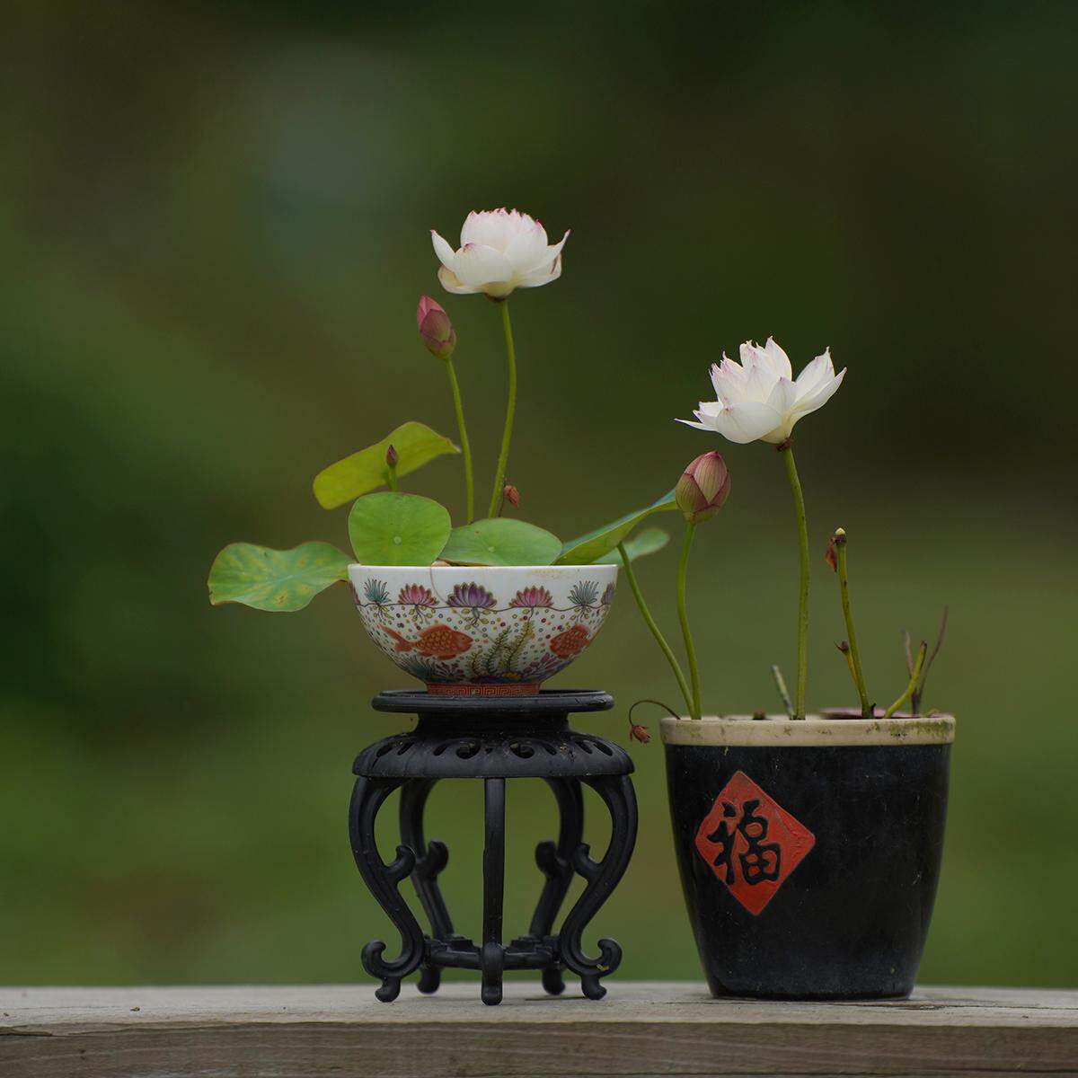 2025新品【清欢】周劲松家中小型盆栽阳台家庭种植碗莲荷花种藕苗