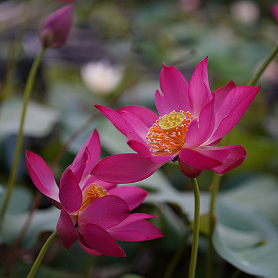 小微型盆栽家庭种植阳台碗莲种藕