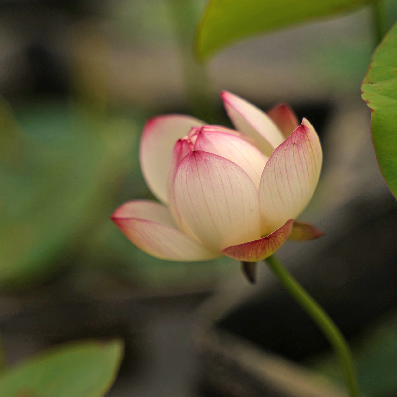 【巧月香】周劲松小微型盆栽阳台家庭种植碗莲荷花水生种藕根茎苗