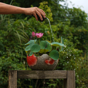 周劲松家楼顶庭院阳露台小微型盆栽碗莲荷花种藕苗 辉煌·虹缨