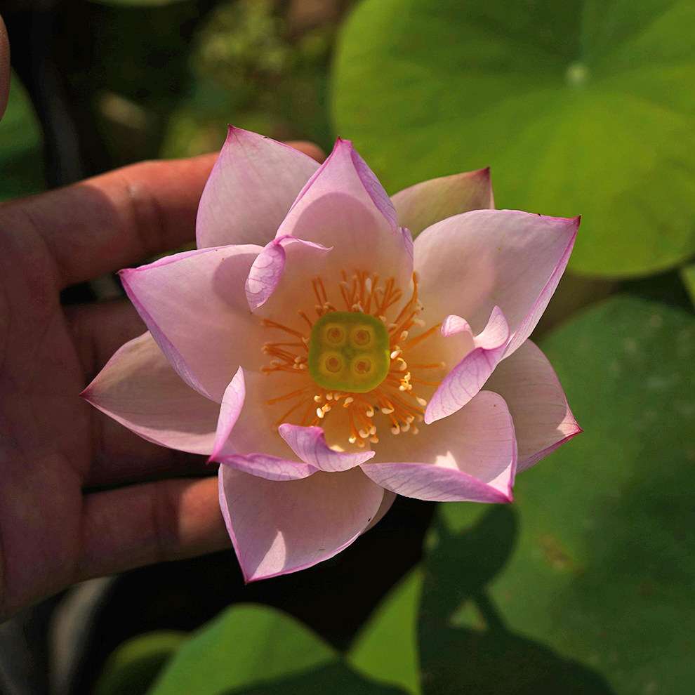 【粉妆&bull;女儿娇】周劲松庭院阳露台观赏小微型迷你碗莲荷花种藕苗