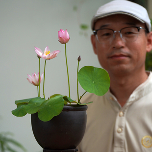 【烟雨】周劲松家阳露台养净化空气裸根小微型碗莲荷花种藕根茎苗