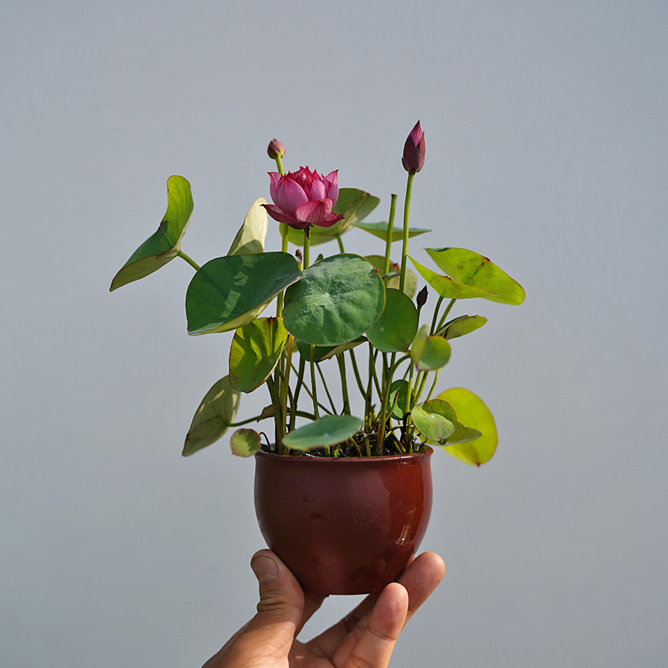 新品【来宾&middot;红绶】周劲松阳露台养净化空气小微型碗莲荷花种藕苗