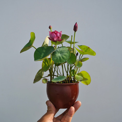 周劲松小微型碗莲荷花种藕根茎苗