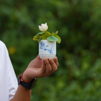 【如玉】周劲松微型碗莲小荷花种藕苗根茎不带花水生培植物非成品