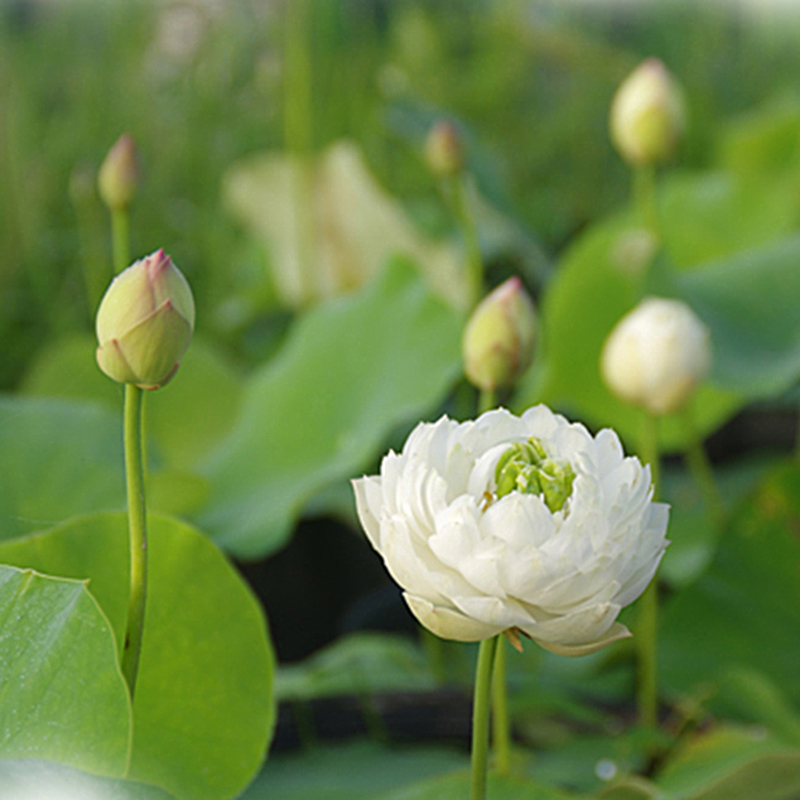 周劲松小微型碗莲荷花种藕根茎苗