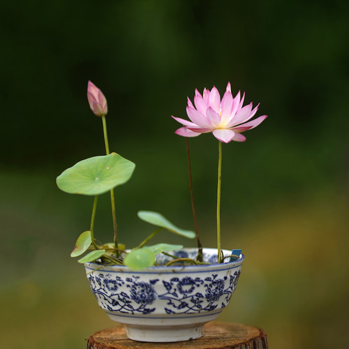 微型莲花种藕苗家庭窗阳天露台