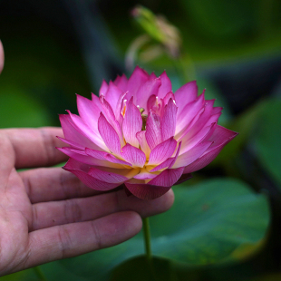 纤·锦簇 周劲松家小微型盆栽家庭种植阳台碗莲荷花种藕根茎苗