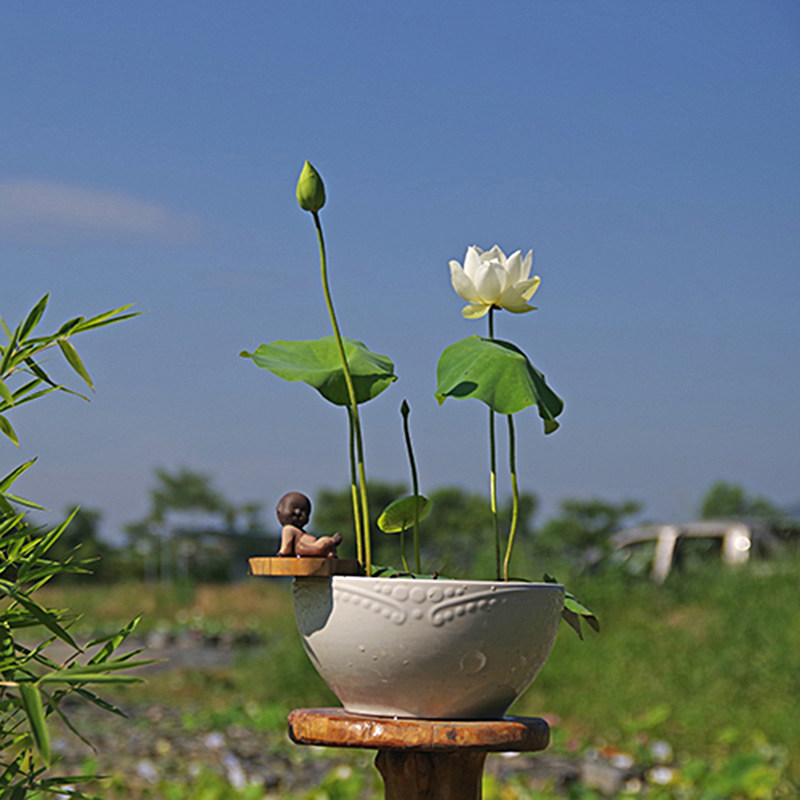 【无瑕】周劲松家水培植物小微型盆栽迷你碗莲荷花种藕根茎苗直播