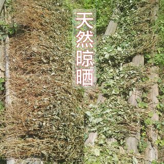 野生鱼腥草 折耳根干货农家纯天然养生茶中草药夏季凉茶整株500克