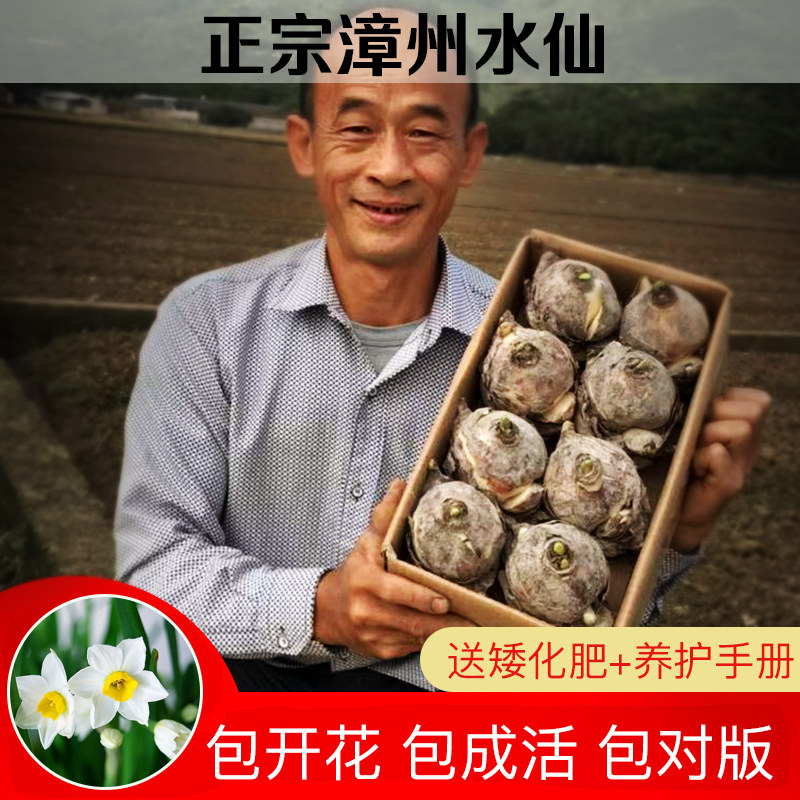 漳州水仙花种球元山春冬单瓣特级
