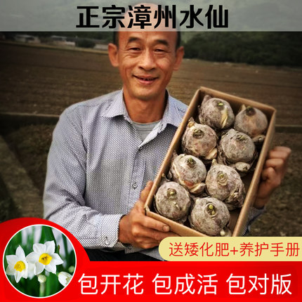 正宗[漳州水仙种球]大球花多好养易活可雕刻冬季室内水培水养花