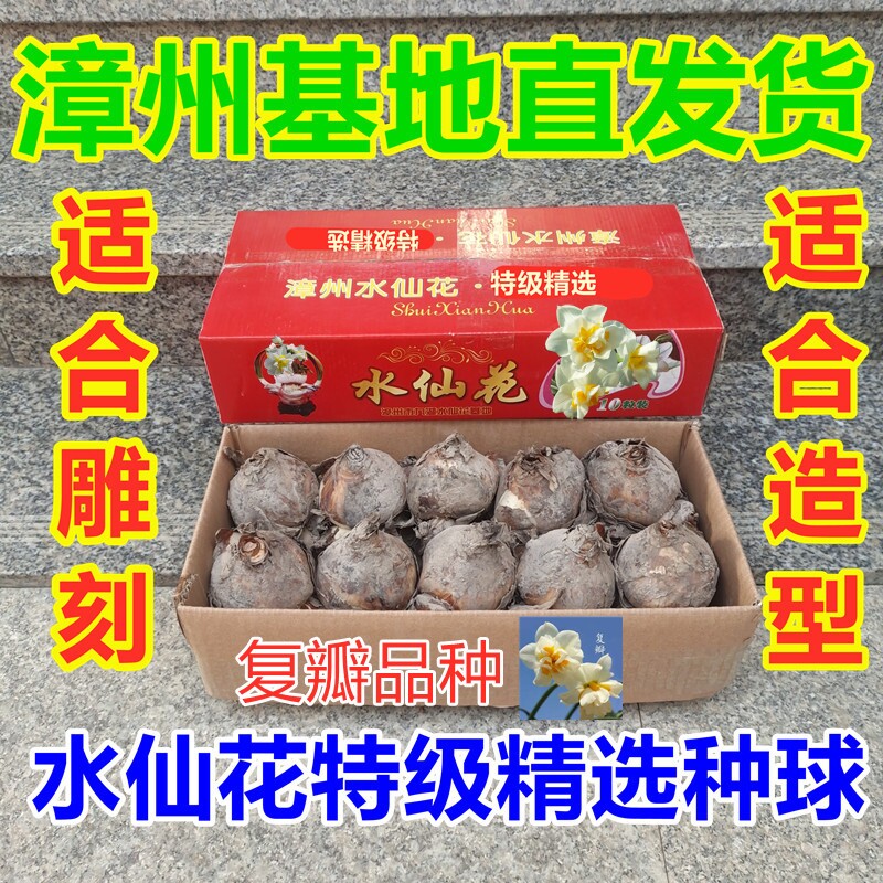 漳州水仙花种球适合雕刻复瓣重瓣花冬季室内水培阳台办公桌面盆栽