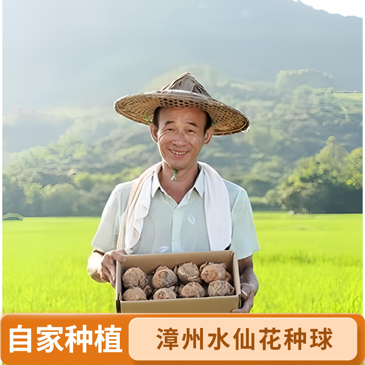【漳州水仙花种球】原产地直发高品质水培花客厅盆栽阳台室内好养