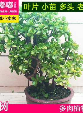 玉树多肉植物叶子叶片种子老桩