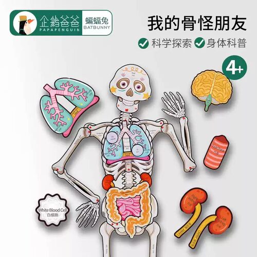 蝙蝠兔我的骨怪朋友人体器官骨骼