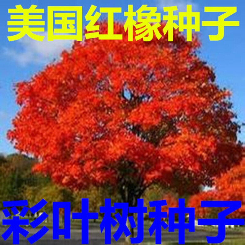 美国红橡树种子 北美红栎种子 红橡种子 欧洲红栎种子 枹栎 青冈