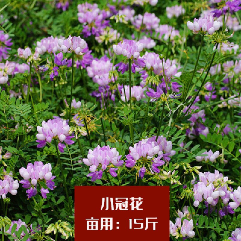 多年生草本 小冠花种子 绣球小冠花