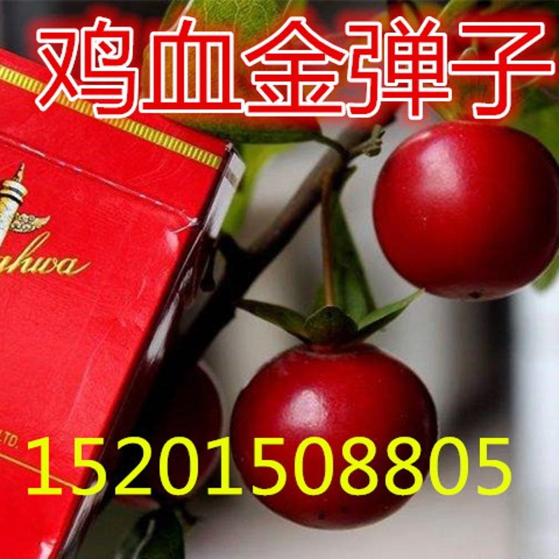 新采正宗金弹子种子 血红果鸡血家庭园艺种子