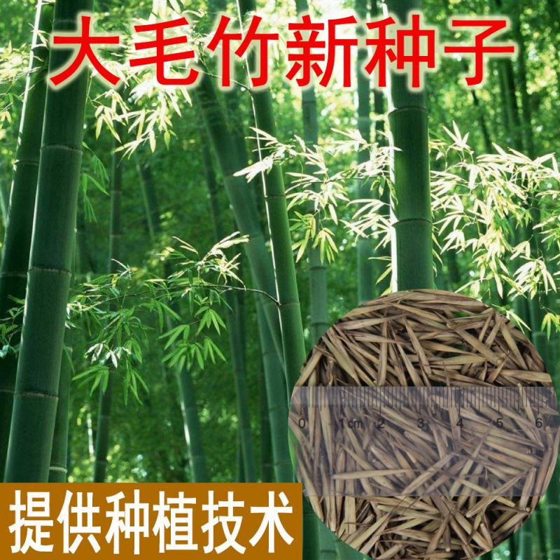 新采大型毛竹种子 青竹苗 楠竹 刚竹 四季竹子苦竹 雷竹食用竹笋图片