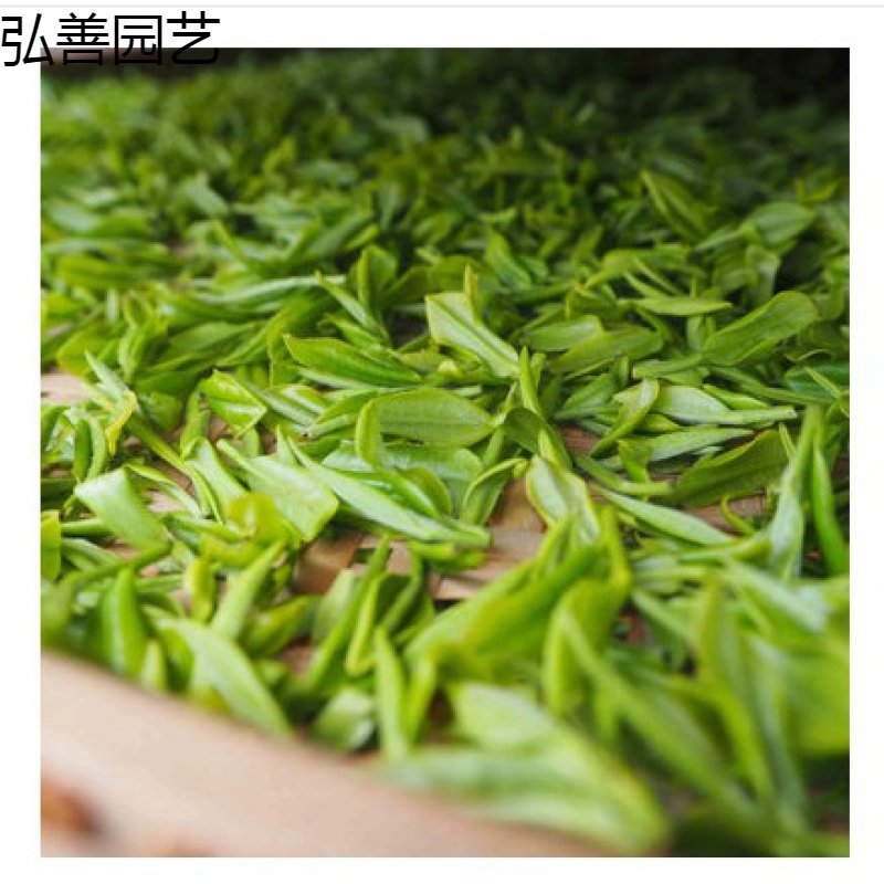 茶叶种籽绿茶正山小种种类正宗早家庭园艺种子