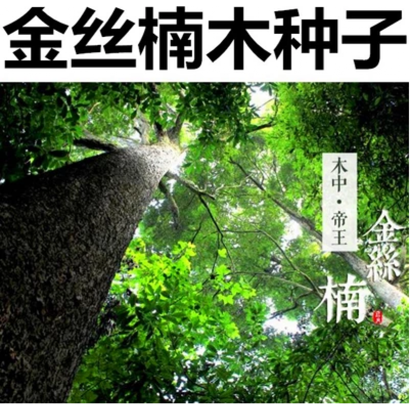 新采金丝楠木树种子 四川小叶楠 细叶金丝楠 桢楠 紫檀楠木种子