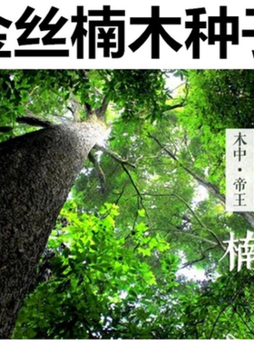 新采金丝楠木树种子 四川小叶楠 细叶金丝楠 桢楠 紫檀楠木种子