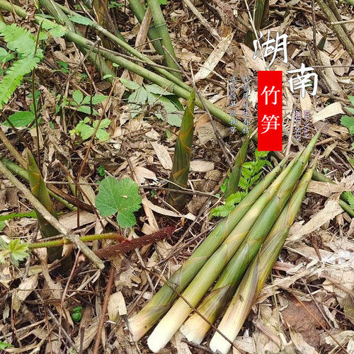 小春笋新鲜现挖带皮竹笋带壳纯天然野生小竹笋甜笋青竹笋笋尖春笋