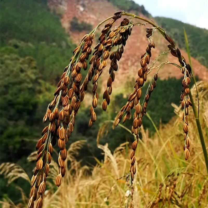 广东连南瑶山旱稻谷龙布休500g 适合播种