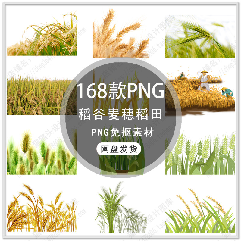 手绘稻田稻谷麦田小麦大米麦穗粮食农业农作物插画png免扣素材
