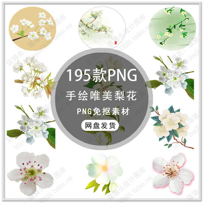 手绘梨花唯美浪漫白色花朵春天梨花花朵花枝梨花插画PNG免扣素材