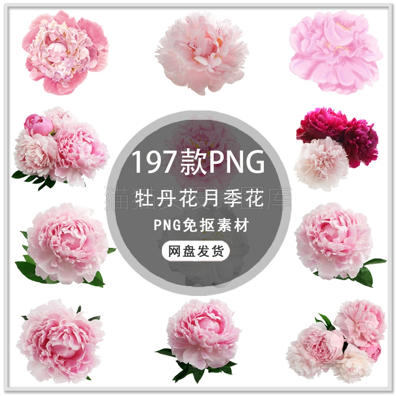 手绘牡丹花中国风牡丹花月季花玫瑰花开富贵国牡丹花PNG免扣素材