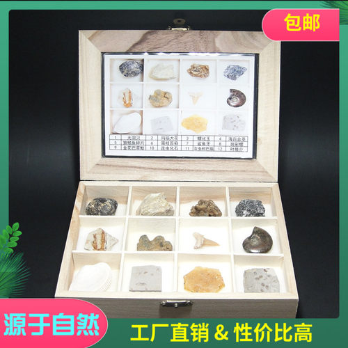 包邮化石标本 12种化石木盒套装  远古生物 地理地质教学节日礼物
