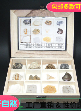 包邮化石标本 12种化石木盒套装  远古生物 地理地质教学节日礼物