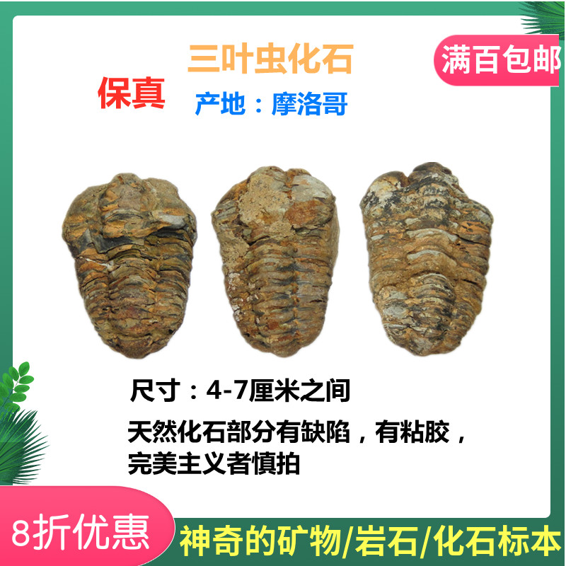 斑彩螺狼鳍鱼昆虫摆件化石标本