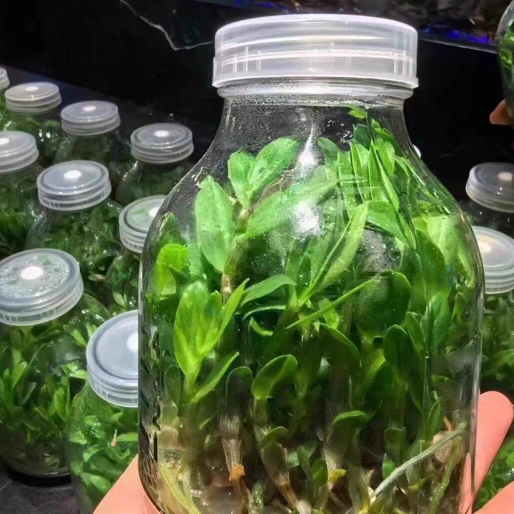 铁皮石斛瓶苗特色菜凉菜摆盘石斛石斛/枫斗