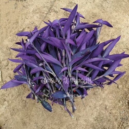 紫罗兰花卉盆栽紫露草紫竹梅盆栽紫色吊兰紫叶吊竹梅盆栽喜光好养