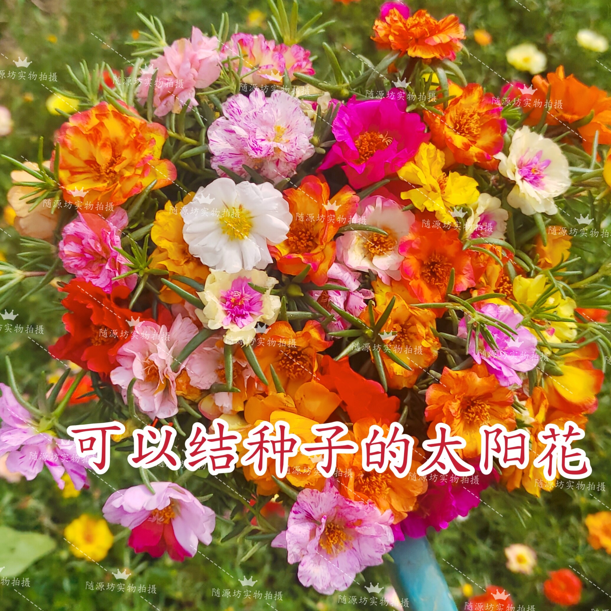 耐热好养大花结籽多层庭院枝条
